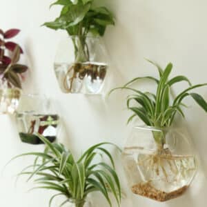 Vases en verre hexagonales suspendus sur un mur blanc. Ces vases transparents contiennent différentes plantes vertes avec racines apparentes.